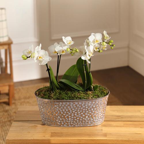 The Pearl Orchid