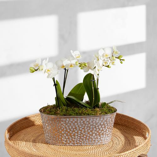 The Pearl Orchid