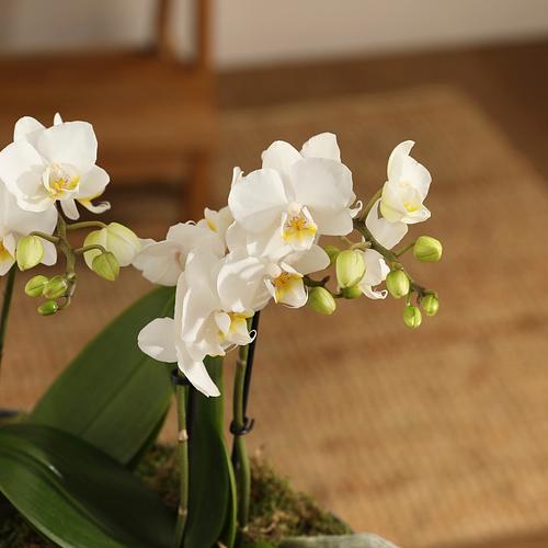 The Pearl Orchid