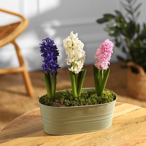 The Spring Hyacinths