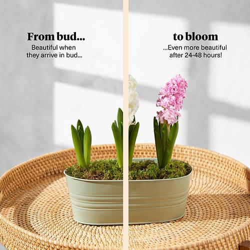 The Spring Hyacinths