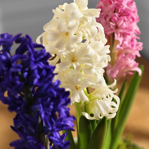 The Spring Hyacinths