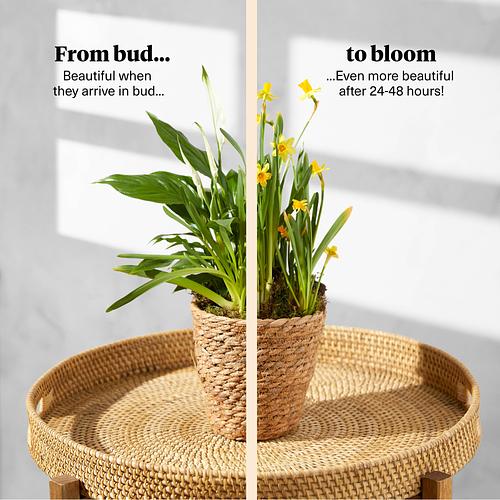 The Spring Garden Basket