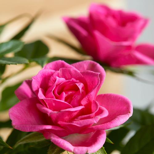 The Pink Rose