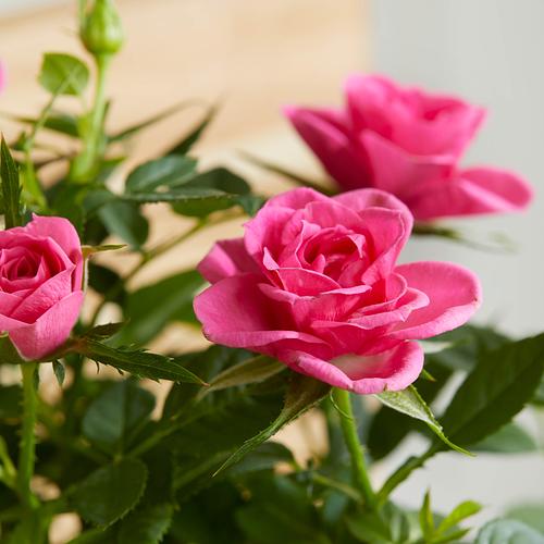 The Pink Rose 3 The Pink Rose