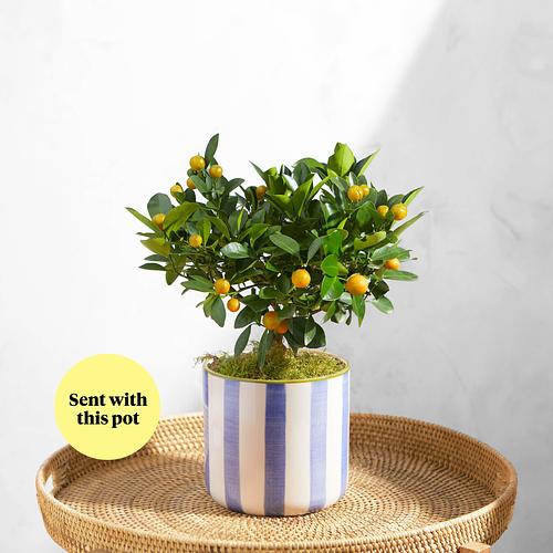The Orange Tree & Striped Pot in Powder Blue
