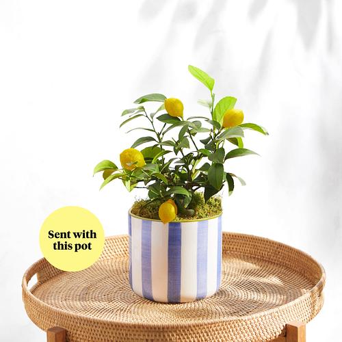 The Citrus Tree & Blue Striped Pot