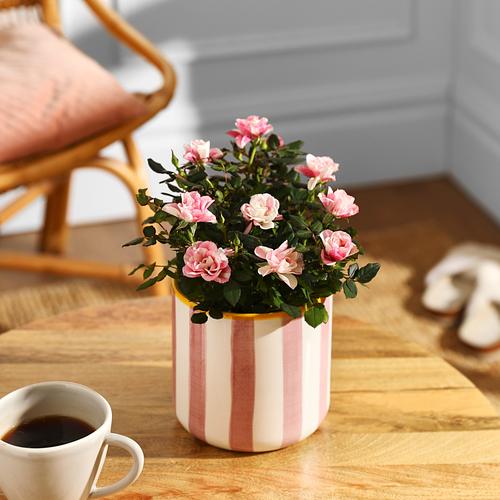 The Marbled Pink Rose & Striped Pot