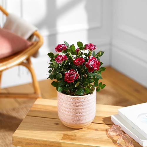 The Marble Rose