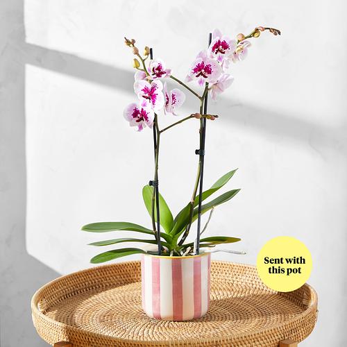 The Speckled Orchid & Blossom Pink Stripe Pot