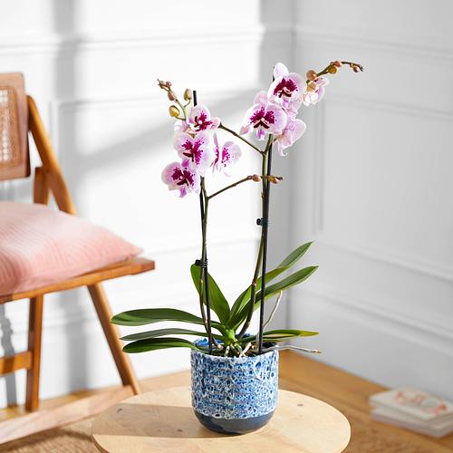The Speckled Orchid & Blossom Pink Stripe Pot