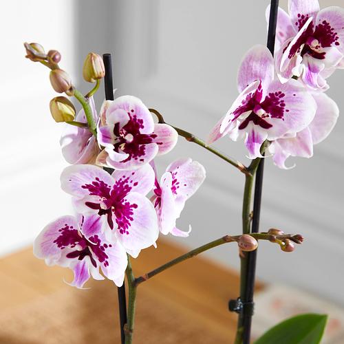 The Speckled Orchid & Blossom Pink Stripe Pot