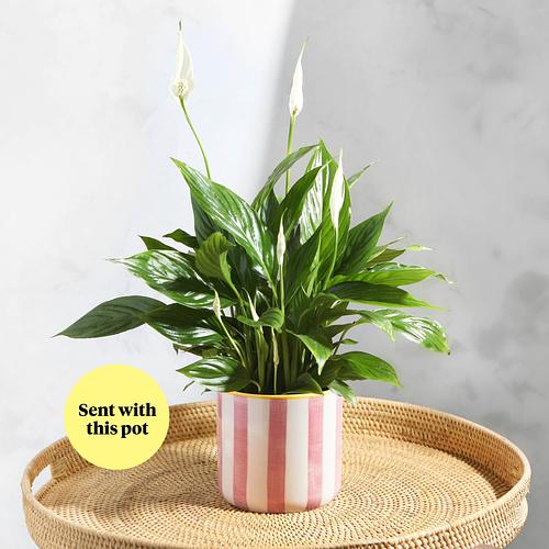 The Peace Lily & Blossom Pink Stripe Pot