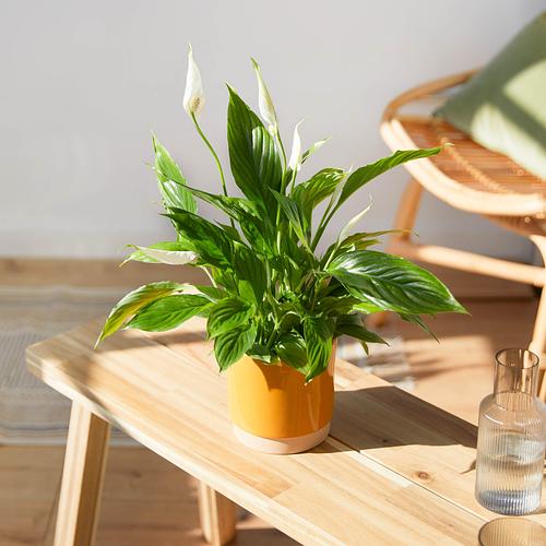 The Peace Lily & Blossom Pink Stripe Pot 3 The Peace Lily & Blossom Pink Stripe Pot