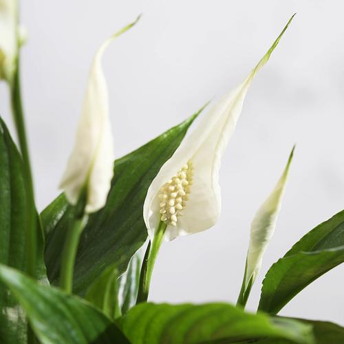 The Peace Lily & Blossom Pink Stripe Pot 4 The Peace Lily & Blossom Pink Stripe Pot