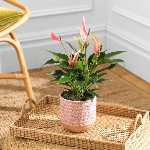 The Lily Anthurium