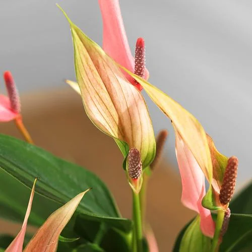 The Lily Anthurium