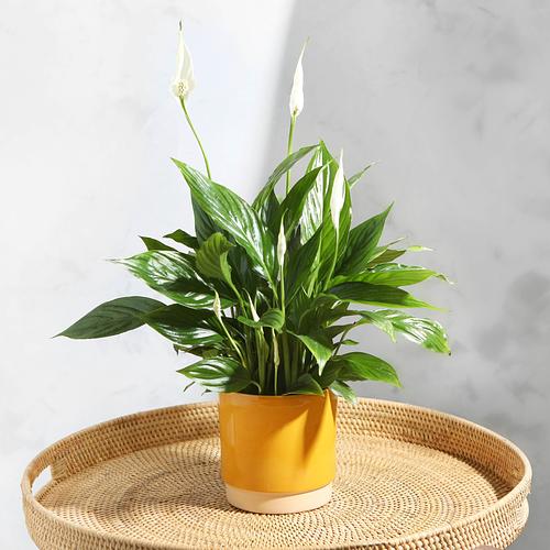 The Peace Lily