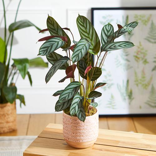 The Peacock Plant