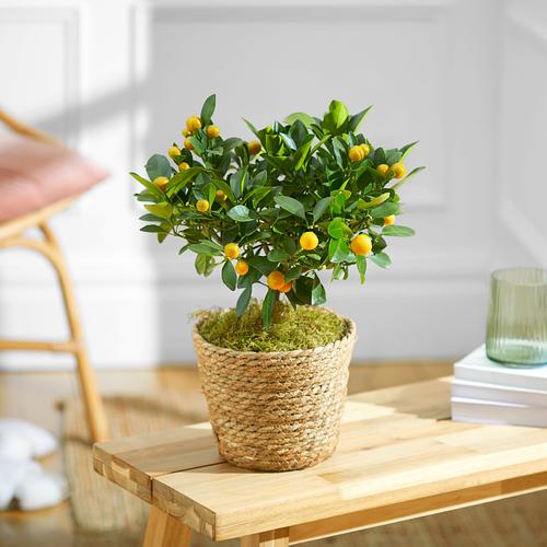 The Orange Tree