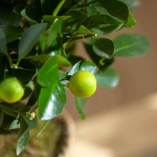 The Orange Tree