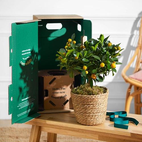 The Orange Tree