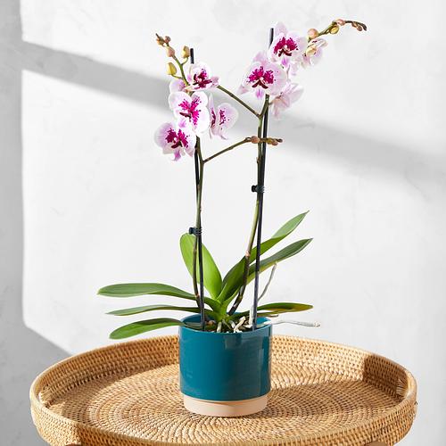 The Speckled Orchid