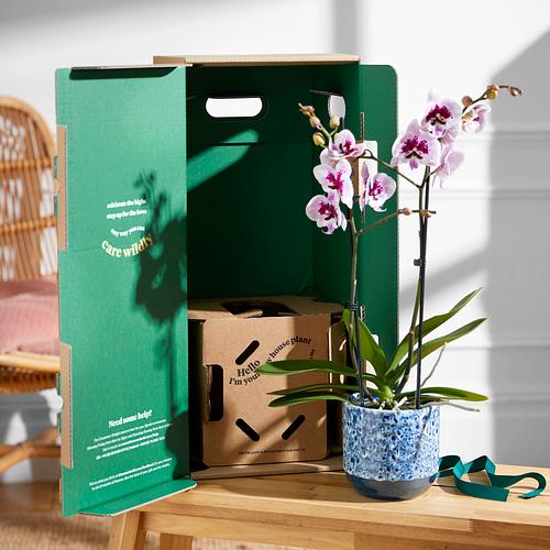 The Speckled Orchid