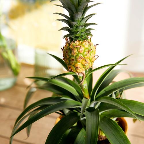 The Pineapple Plant