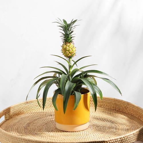 The Pineapple Plant