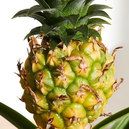 The Pineapple Plant