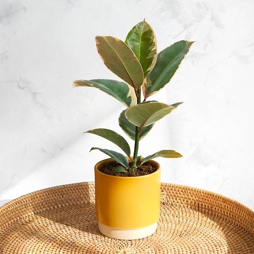 The Rubber Plant