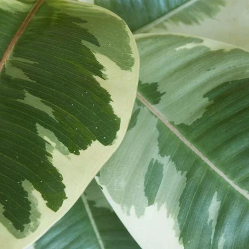The Rubber Plant