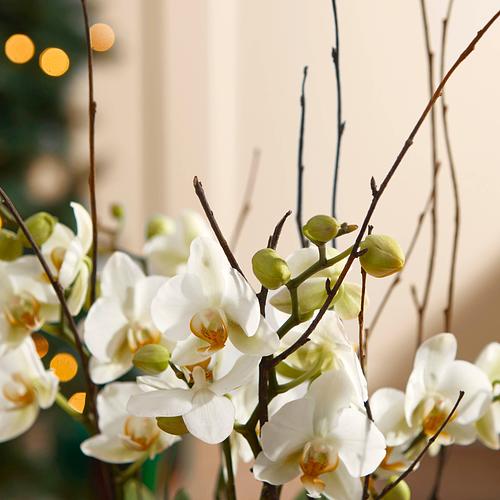 The Snowy Orchid
