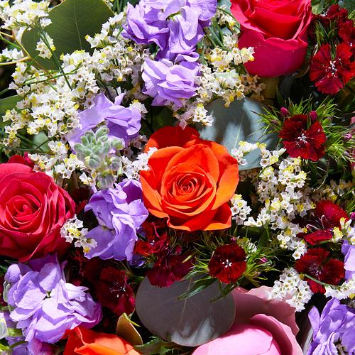 6 Months of Classic Letterbox Flowers 4 6 Months of Classic Letterbox Flowers