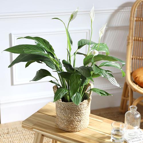 The Big Peace Lily