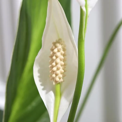 The Big Peace Lily