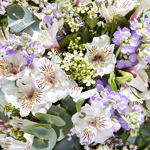 3 Months of Classic Letterbox Flowers