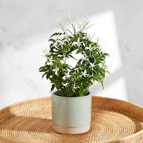 The Jasmine Hoop