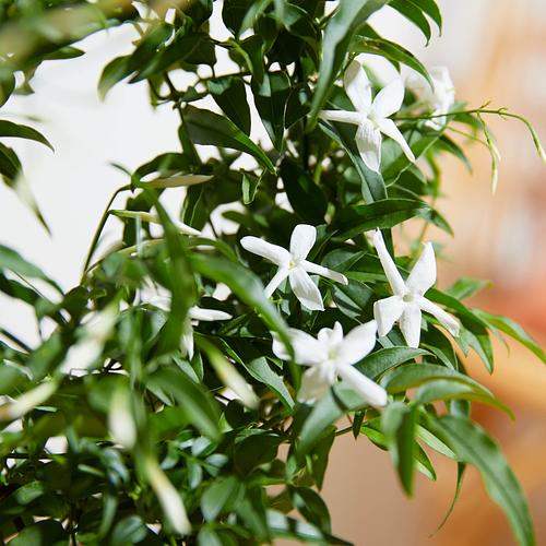 The Jasmine Hoop