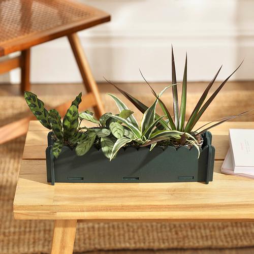 The Letterbox Houseplants