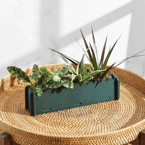 The Letterbox Houseplants