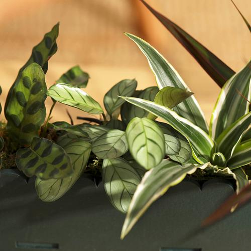 The Letterbox Houseplants 3 The Letterbox Houseplants